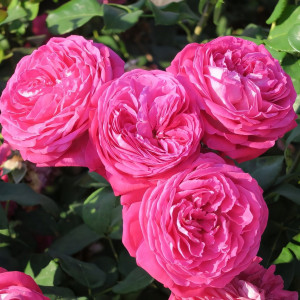 Саженцы Роза флорибунда Фрайфрау Каролина