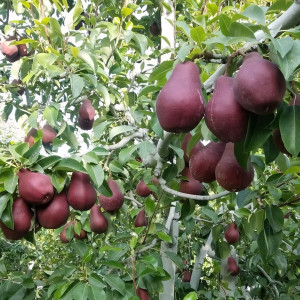 Саженцы Груша Старкримсон