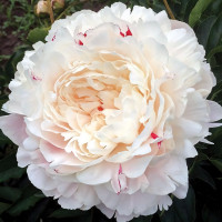 Саженцы Пион Nick Shaylor (Ник Шейлор)