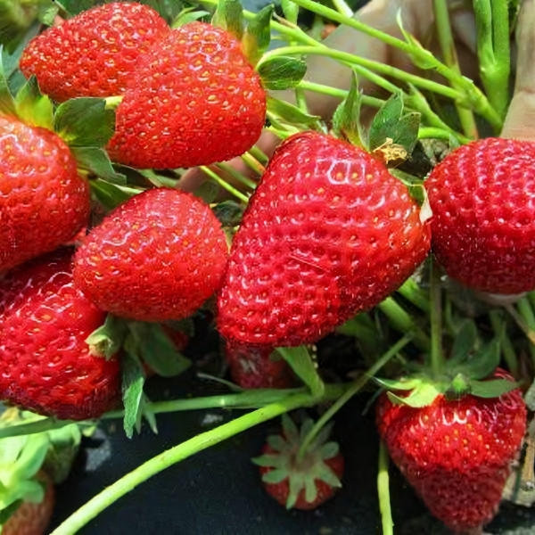 Саженцы Земляника Нанди  (упаковка 5 шт.)