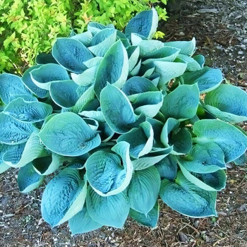 Саженцы Хоста Love Pat (Лав Пэт) L