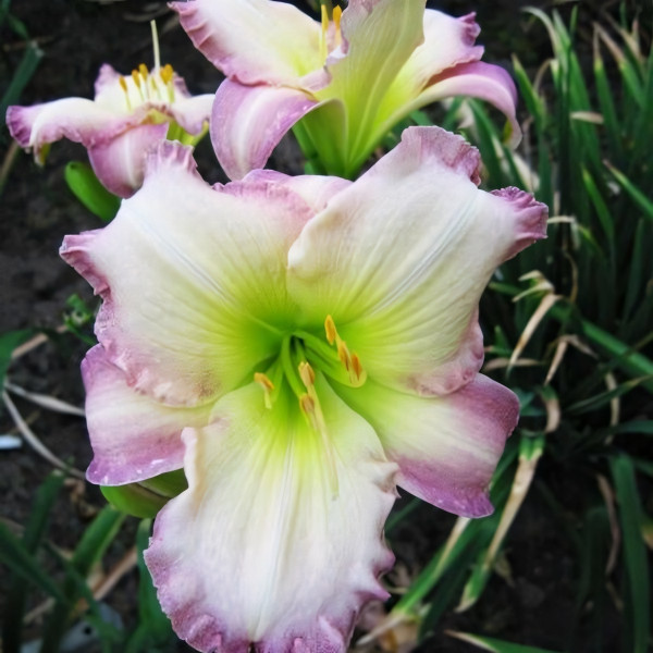 Саженцы Лилейник Seаl of Approval (Сеал оф Эпровал)