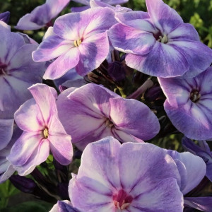 Саженцы Флокс Younique Old Blue (Юник Олд Блю)