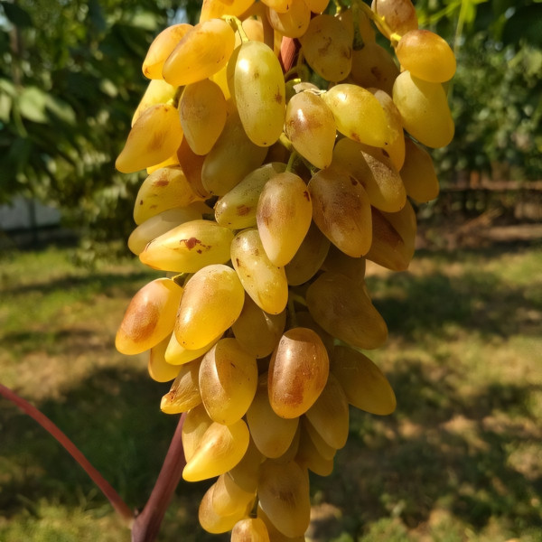 Саженцы Виноград Леди Патриция