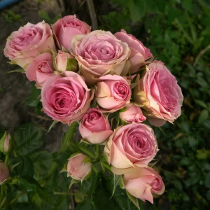 Саженцы Роза спрей Мими Эден