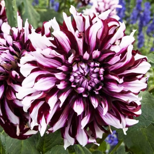 Саженцы Георгина декоративная макси Tartan (Тартан)