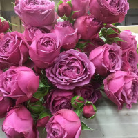 Саженцы Роза спрей Мисти Баблс