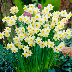 Нарцисс Минноу (в упаковке - 3шт.)