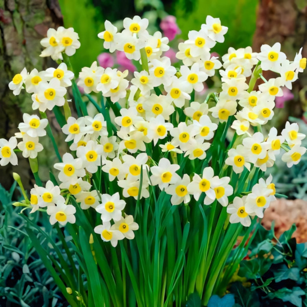 Луковицы Мега экономия! Нарцисс Минноу (в упаковке - 3шт.)