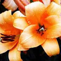 Луковицы Саженцы Лилия ОТ гибрид Saltarello (Салтарелло) (3шт.)