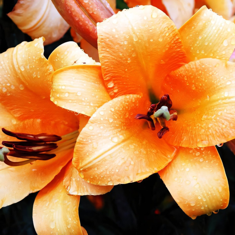 Луковицы Саженцы Лилия ОТ гибрид Saltarello (Салтарелло) (3шт.)