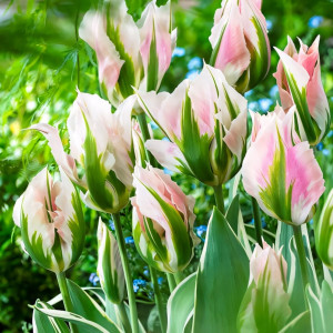 Тюльпан попугайный Грин Вейв (в упаковке - 3шт.)