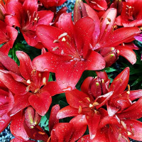 Луковицы  Лилия азиатская Tiny Rocket (Тайни Рокет) (3шт.)