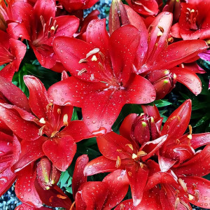  Лилия азиатская Tiny Rocket (Тайни Рокет)