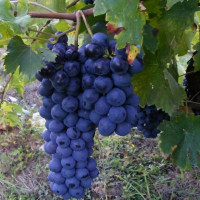 Саженцы Виноград Восторг черный