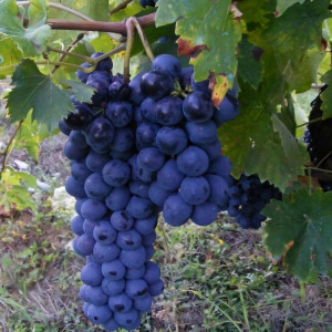 Саженцы Виноград Восторг черный