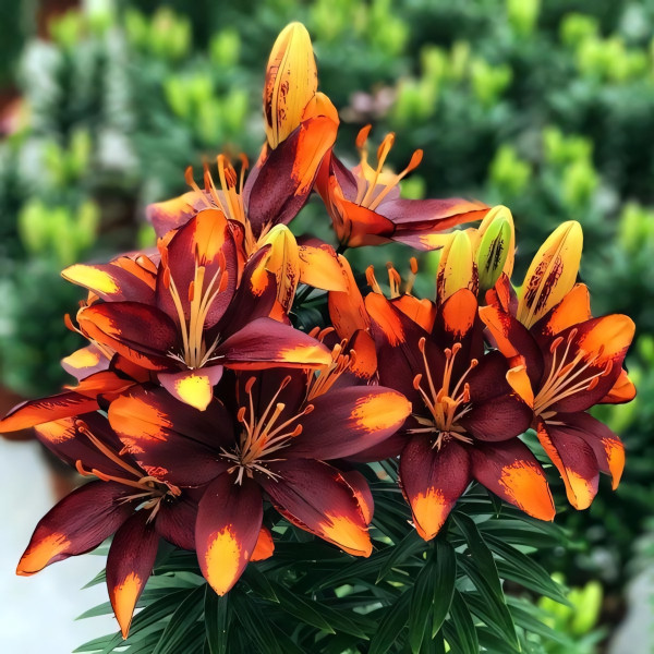 Луковицы  Лилия азиатская Tiny Lion (Тайни Лайон) (3шт.)