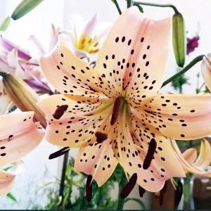  Лилия тигровая Pink Giant (Пинк Джиант)