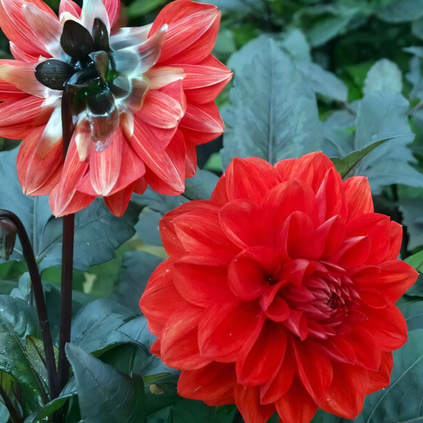 Саженцы Георгина низкорослая Ellen Houston (Эллен Хьюстон)