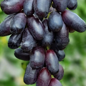 Саженцы Виноград Графиня