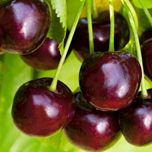 Саженцы Черешня Крупноплодная черная
