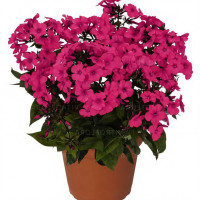 Саженцы Флокс метельчатый Flame Pro Cerise (Флейм Про Керизе)