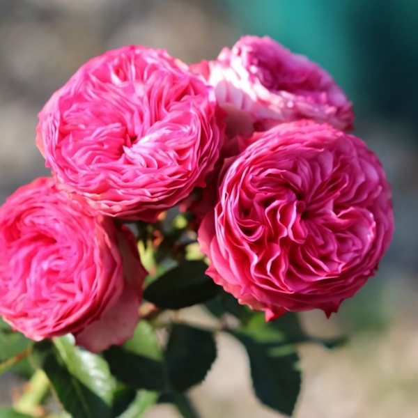 Саженцы Роза флорибунда Канди Рококо