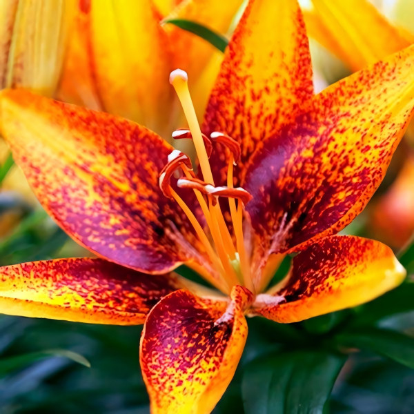 Луковицы  Лилия азиатская Tiny Sensation (Тайни Сенсейшн) (3шт.)