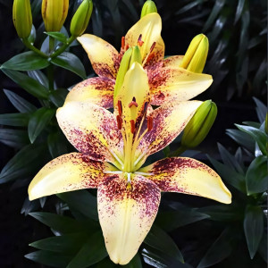  Лилия азиатская Juliet's Joy (Джульетс Джой)