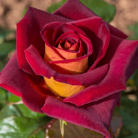 Саженцы Роза чайно-гибридная Эдди Митчел