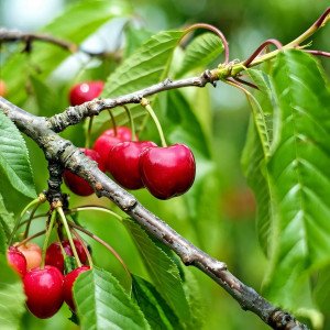 Саженцы Черешня Кармен