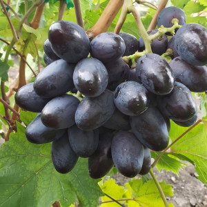 Саженцы Виноград Богатырь