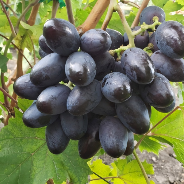 Саженцы Виноград Богатырь