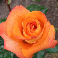 Саженцы Роза чайно-гибридная Парео