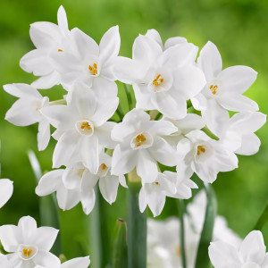 Нарцисс мини Пэпервайт Зива (в упаковке - 3шт.)