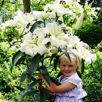 Луковицы Саженцы Лилия ОТ гибрид Pretty Women (Притти Вумен) (3шт.)