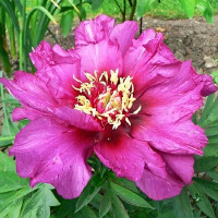 Саженцы Пион Morning Lilac (Морнинг Лилас)