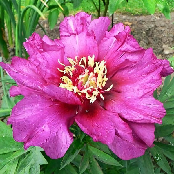 Саженцы Пион Morning Lilac (Морнинг Лилас)