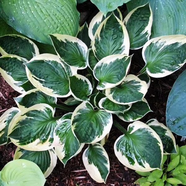 Саженцы Хоста Karin (Карин) М