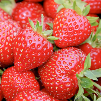 Клубника ремонтантная (крупноплодная) Маэстро 5 шт. в упаковке