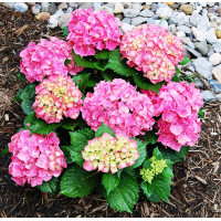 Саженец Гортензия крупнолистная Forever Ever Pink