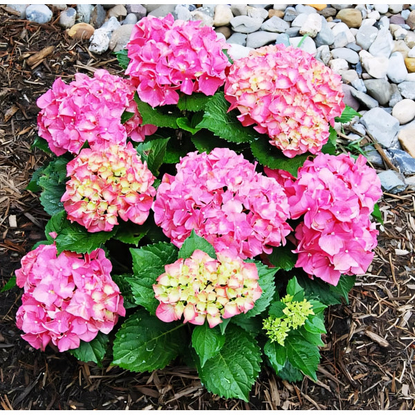 Саженец Гортензия крупнолистная Forever Ever Pink