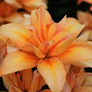  Лилия азиатская Splendid Joy (Сплендид Джой)