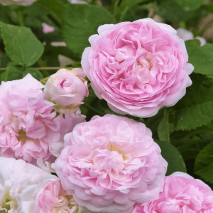 Саженцы Роза парковая Бель Изис