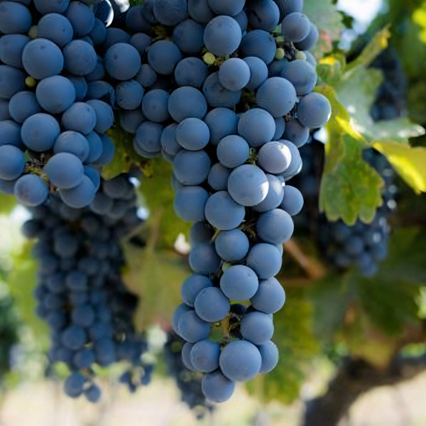 Саженцы Виноград кишмиш Аттика