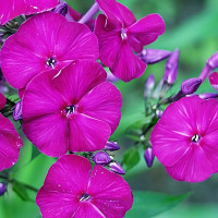 Саженцы Флокс Чары