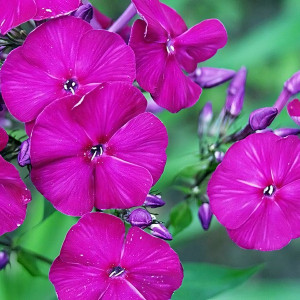 Саженцы Флокс Чары