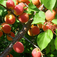 Саженцы Абрикос Юбилейный