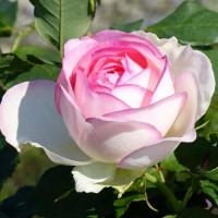 Саженцы Роза спрей Бидермейер