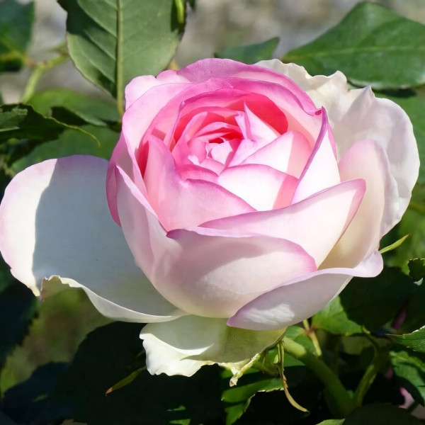 Саженцы Роза спрей Бидермейер